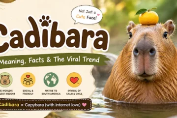 Cadibara